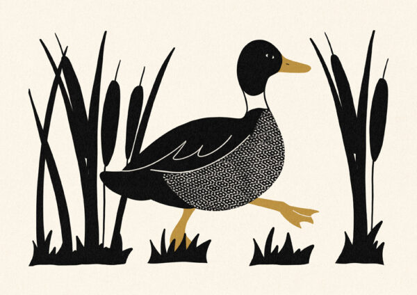 Duck
