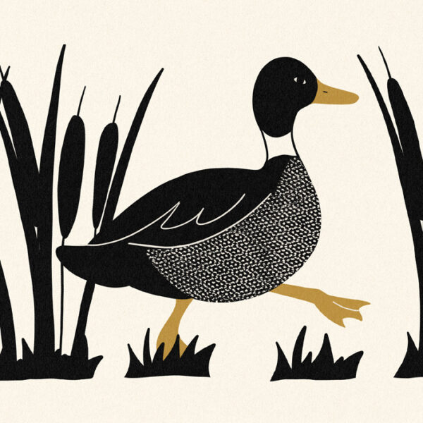 Duck