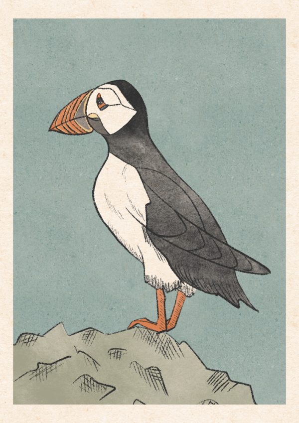 Puffin