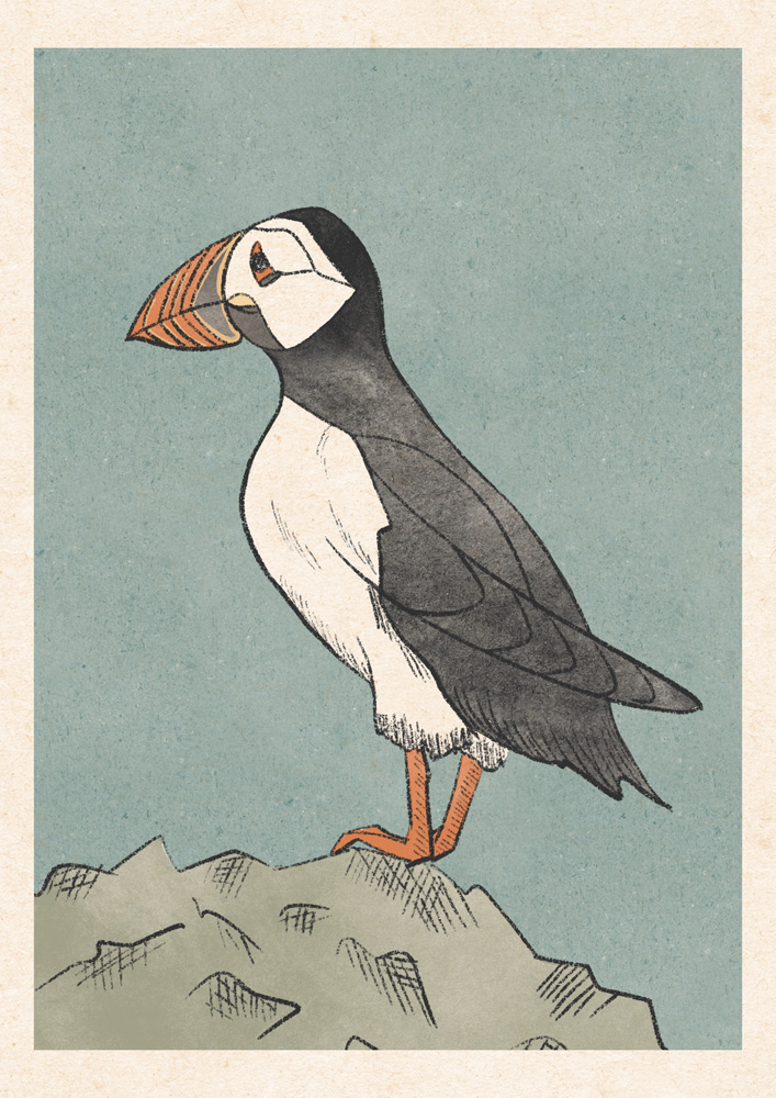 Puffin