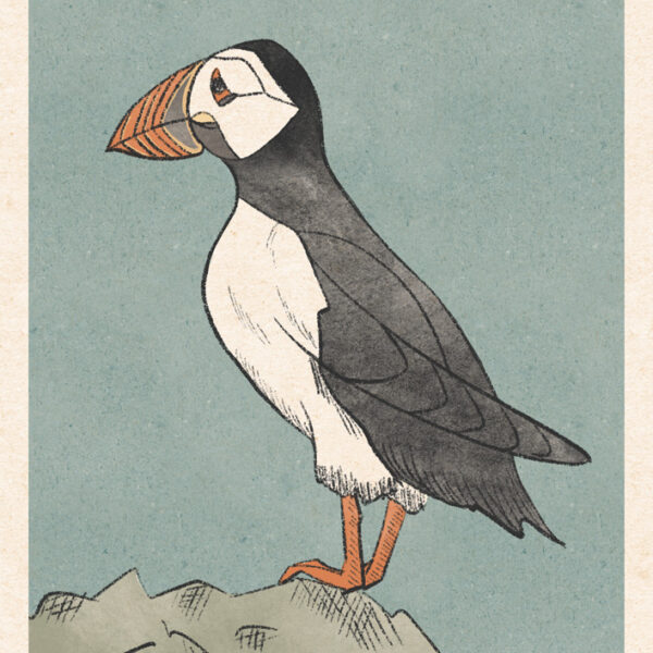 Puffin