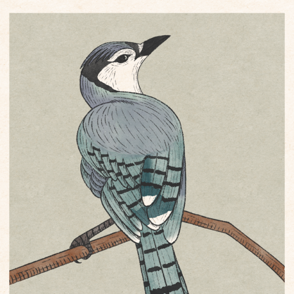 Blue Jay