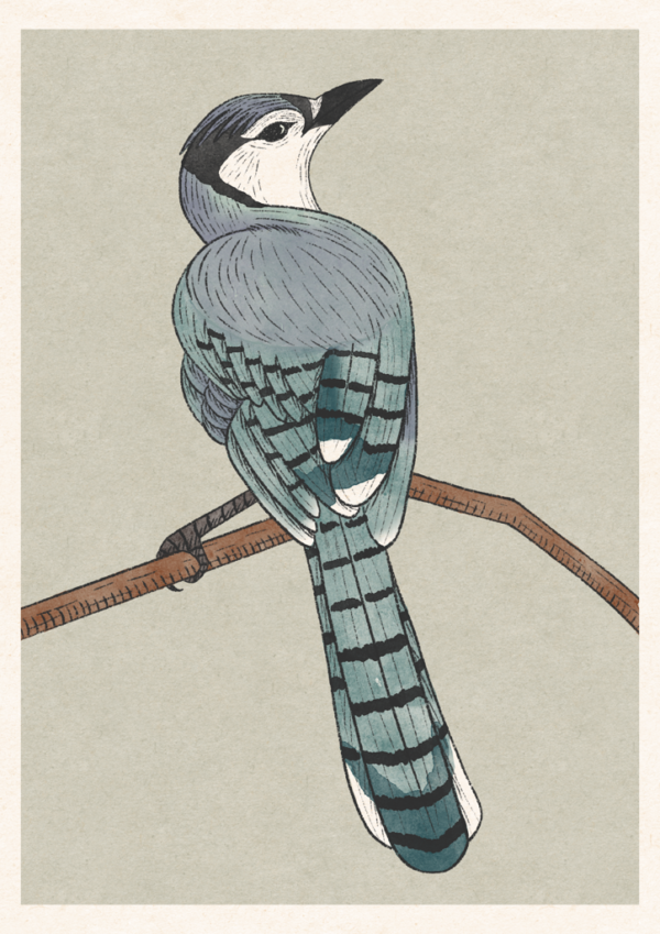 Blue Jay