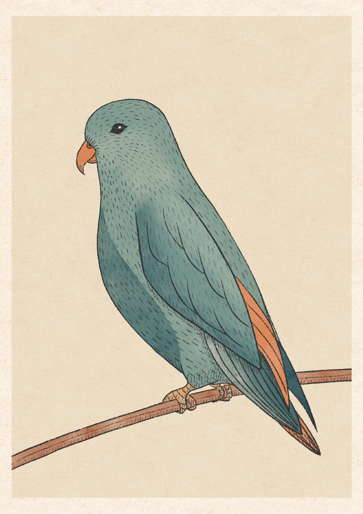 Budgie