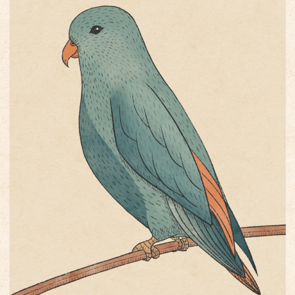 Budgie