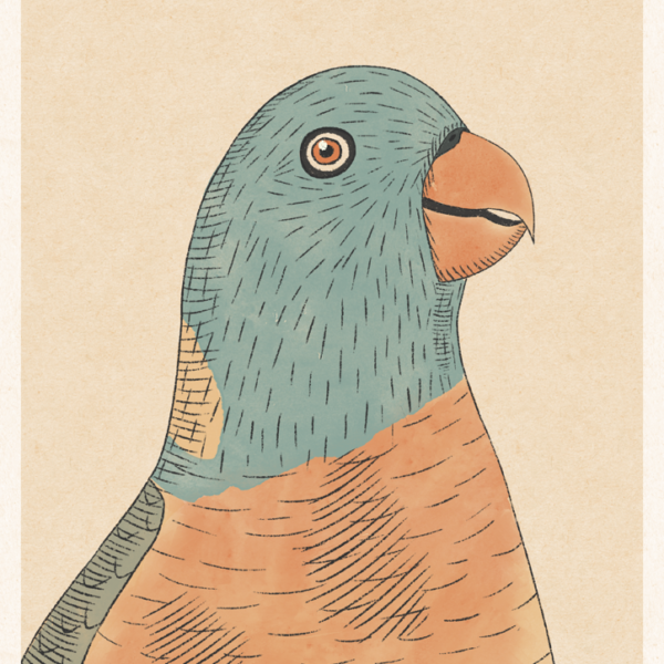 Parrot