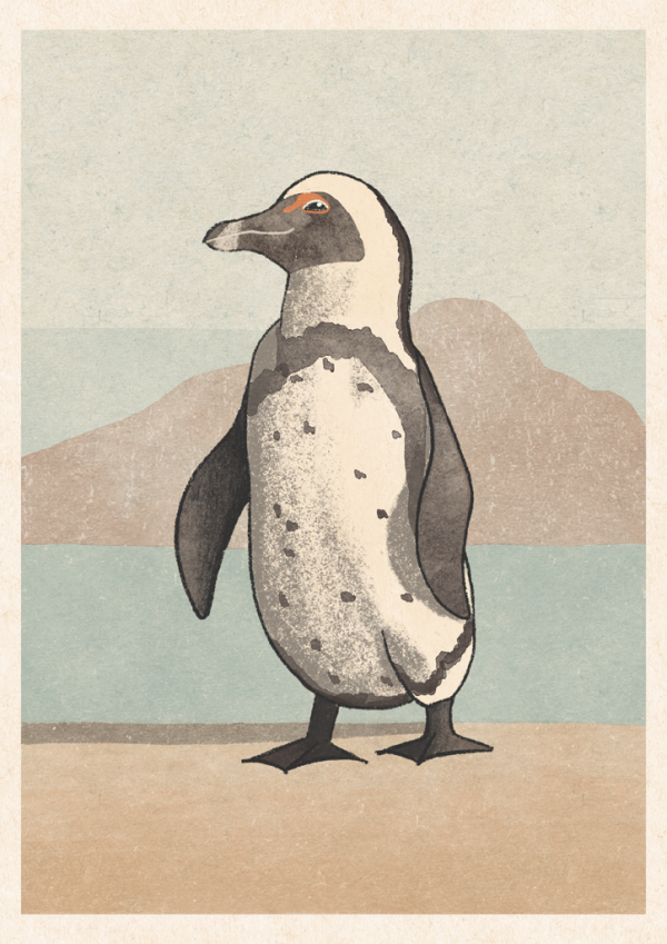 African Penguin