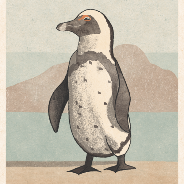 African Penguin