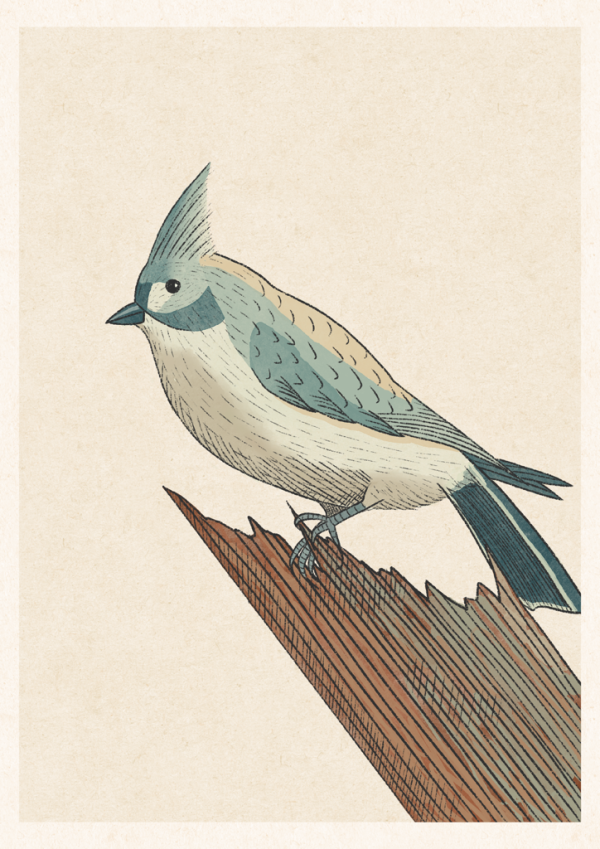 Tufted Titmouse