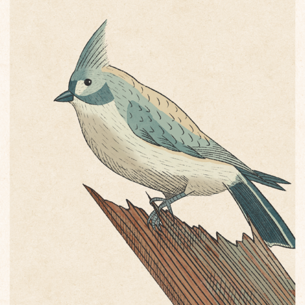 Tufted Titmouse